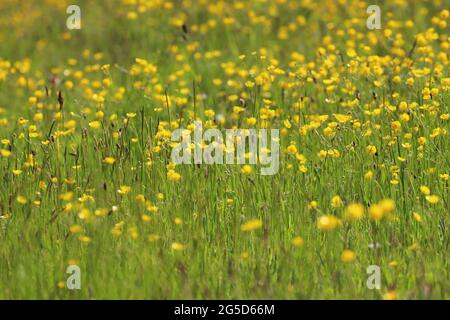 Eine Wiese voller Schmetterlinge in einem Naturschutzgebiet, County Durham, England, Großbritannien. Stockfoto