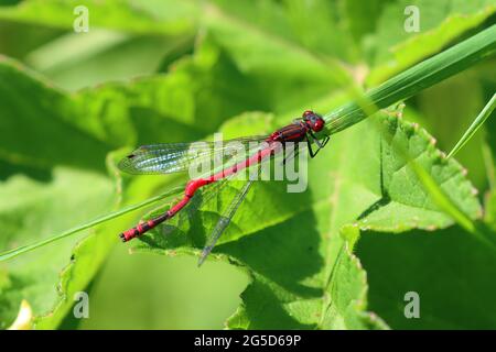 Eine rote Damselfliege, die an einem sonnigen Tag auf einem Blatt ruht, Grafschaft Durham, England, Großbritannien. Stockfoto