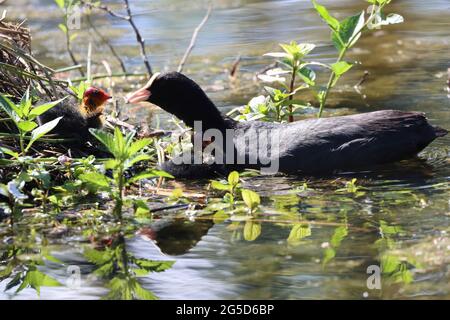 Ausgewachsene Russ in einem Teich, der sein Küken füttert, Low Barns Nature Reserve, County Durham, England, Großbritannien. Stockfoto