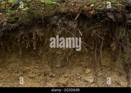 Sichtbare Schichten von lithosolartigen Böden in den Bieszczady-Bergen Stockfoto