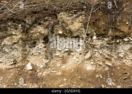 Sichtbare Schichten von lithosolartigen Böden in den Bieszczady-Bergen Stockfoto