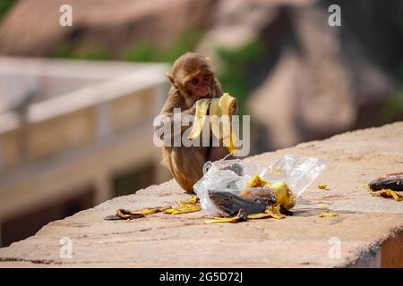 Baby Affe sitzt an der Wand, Essen Banane Stockfoto