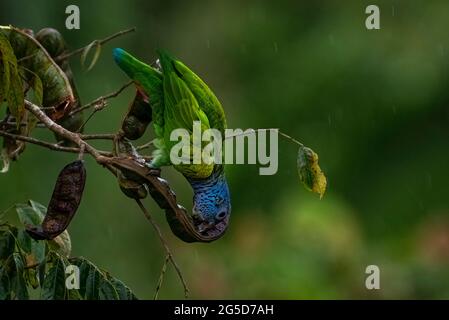 Blaukopfpapagei, der Samen auf einem Baum im Regenwald von Panama frisst Stockfoto