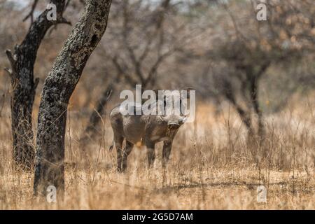 Gewöhnlicher Warthog - Phacochoerus africanus, gemeines Säugetier aus afrikanischen Büschen und Savannen und Wäldern, Abidjatta-Shalla, Äthiopien. Stockfoto