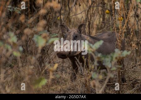 Gewöhnlicher Warthog - Phacochoerus africanus, gemeines Säugetier aus afrikanischen Büschen und Savannen und Wäldern, Abidjatta-Shalla, Äthiopien. Stockfoto