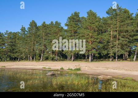 Pinienwald am Ufer des Ladoga Sees an einem sonnigen Augusttag. Leningrad, Russland Stockfoto