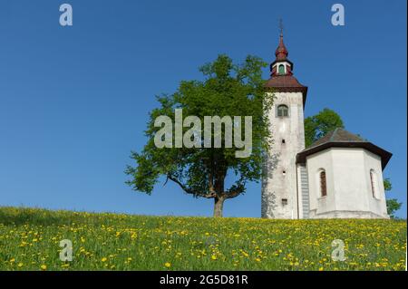 Charmante kleine Kirche von Sveti Tomaz (St. Thomas) auf einem Hügel mit blühenden Dandelionen. Sonniger Frühlingsmorgen in Skofja Loka, Slowenien. Stockfoto