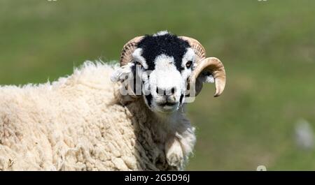 Swaledale rammen auf Moorland, Wensleydale, North Yorkshire, Großbritannien. Stockfoto