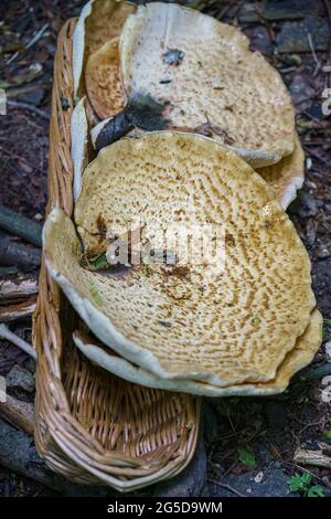 Sehr groß (bis zu 50 cm) Cerioporus squamosus alias Polyporus squamosus ist ein Basidiomycete-Bracketpilz, mit gebräuchlichen Namen wie Dryad-Sattel und Stockfoto