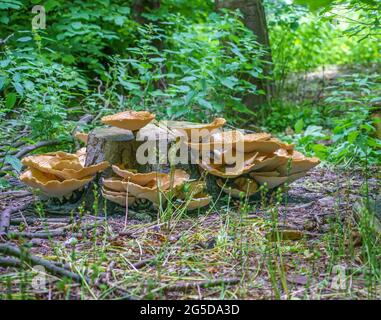Sehr groß (bis zu 50 cm) Cerioporus squamosus alias Polyporus squamosus ist ein Basidiomycete-Bracketpilz, mit gebräuchlichen Namen wie Dryad-Sattel und Stockfoto