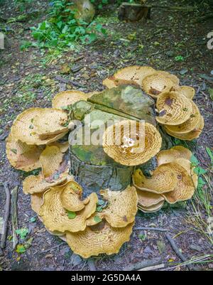 Sehr groß (bis zu 50 cm) Cerioporus squamosus alias Polyporus squamosus ist ein Basidiomycete-Bracketpilz, mit gebräuchlichen Namen wie Dryad-Sattel und Stockfoto