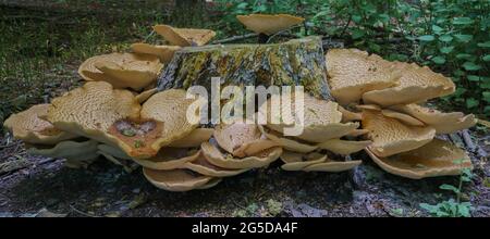 Sehr groß (bis zu 50 cm) Cerioporus squamosus alias Polyporus squamosus ist ein Basidiomycete-Bracketpilz, mit gebräuchlichen Namen wie Dryad-Sattel und Stockfoto
