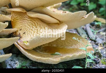 Sehr groß (bis zu 50 cm) Cerioporus squamosus alias Polyporus squamosus ist ein Basidiomycete-Bracketpilz, mit gebräuchlichen Namen wie Dryad-Sattel und Stockfoto