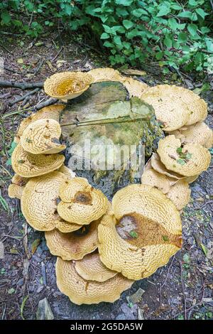 Sehr groß (bis zu 50 cm) Cerioporus squamosus alias Polyporus squamosus ist ein Basidiomycete-Bracketpilz, mit gebräuchlichen Namen wie Dryad-Sattel und Stockfoto