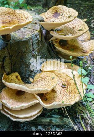 Sehr groß (bis zu 50 cm) Cerioporus squamosus alias Polyporus squamosus ist ein Basidiomycete-Bracketpilz, mit gebräuchlichen Namen wie Dryad-Sattel und Stockfoto