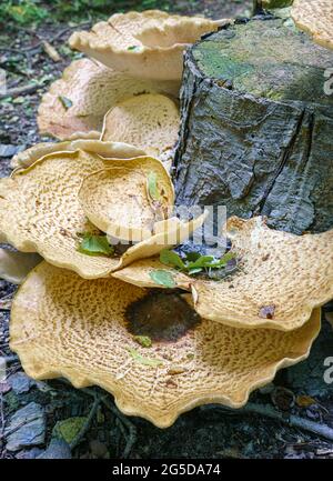 Sehr groß (bis zu 50 cm) Cerioporus squamosus alias Polyporus squamosus ist ein Basidiomycete-Bracketpilz, mit gebräuchlichen Namen wie Dryad-Sattel und Stockfoto