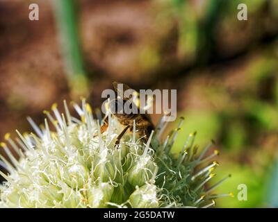 Im Sommer sitzt eine Biene auf einer Zwiebelblume Stockfoto