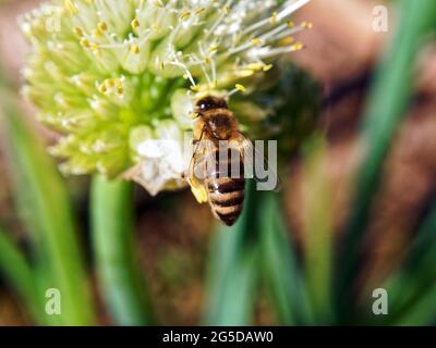 Im Sommer sitzt eine Biene auf einer Zwiebelblume Stockfoto