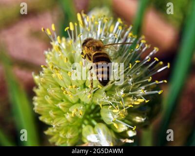 Im Sommer sitzt eine Biene auf einer Zwiebelblume Stockfoto