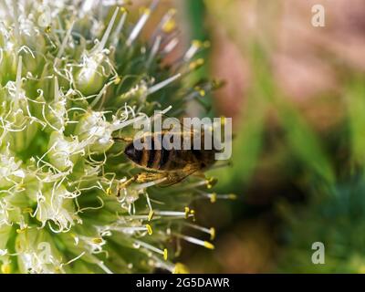 Im Sommer sitzt eine Biene auf einer Zwiebelblume Stockfoto