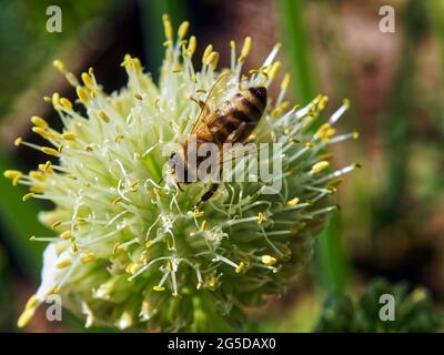 Im Sommer sitzt eine Biene auf einer Zwiebelblume Stockfoto