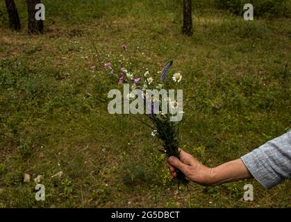 Die Hand einer älteren weißen Frau hält einen Strauß Wildblumen vor dem Hintergrund eines grünen Waldes. Blumen, Wiesengras. Wildblumen sammeln. Stockfoto