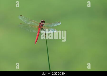 Schöne Makroaufnahme von Insekten in der Natur. Rote Libelle (Crocothemis erythraea) Stockfoto