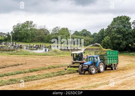 Timoleague, West Cork, Irland. Juni 2021. Der Silageunternehmer Drew Crowley sammelt an einem bewölkten, aber warmen Tag Gras für Silage auf dem Milchviehbetrieb von Denis Flynn in Timoleague. Zum Sammeln der Silage wurden ein Jaguar Mäher Claas 890 und Traktoren aus New Holland verwendet. Quelle: AG News/Alamy Live News Stockfoto