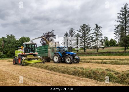 Timoleague, West Cork, Irland. Juni 2021. Der Silageunternehmer Drew Crowley sammelt an einem bewölkten, aber warmen Tag Gras für Silage auf dem Milchviehbetrieb von Denis Flynn in Timoleague. Zum Sammeln der Silage wurden ein Jaguar Mäher Claas 890 und Traktoren aus New Holland verwendet. Quelle: AG News/Alamy Live News Stockfoto