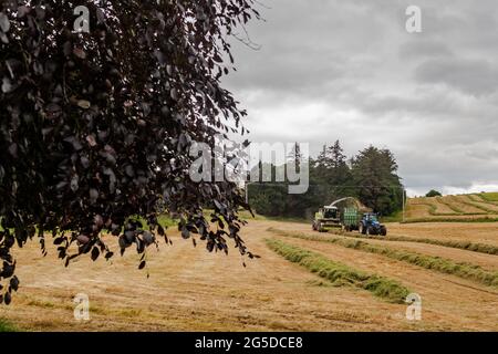 Timoleague, West Cork, Irland. Juni 2021. Der Silageunternehmer Drew Crowley sammelt an einem bewölkten, aber warmen Tag Gras für Silage auf dem Milchviehbetrieb von Denis Flynn in Timoleague. Zum Sammeln der Silage wurden ein Jaguar Mäher Claas 890 und Traktoren aus New Holland verwendet. Quelle: AG News/Alamy Live News Stockfoto