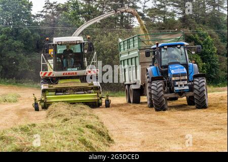 Timoleague, West Cork, Irland. Juni 2021. Der Silageunternehmer Drew Crowley sammelt an einem bewölkten, aber warmen Tag Gras für Silage auf dem Milchviehbetrieb von Denis Flynn in Timoleague. Zum Sammeln der Silage wurden ein Jaguar Mäher Claas 890 und Traktoren aus New Holland verwendet. Quelle: AG News/Alamy Live News Stockfoto