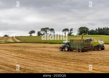 Timoleague, West Cork, Irland. Juni 2021. Der Silageunternehmer Drew Crowley sammelt an einem bewölkten, aber warmen Tag Gras für Silage auf dem Milchviehbetrieb von Denis Flynn in Timoleague. Zum Sammeln der Silage wurden ein Jaguar Mäher Claas 890 und Traktoren aus New Holland verwendet. Quelle: AG News/Alamy Live News Stockfoto