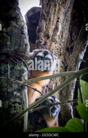 Der peruanische Nachtaffen (Aotus miconax) ist auch als Eulenaffe bekannt. Stockfoto