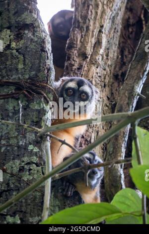 Der peruanische Nachtaffen (Aotus miconax) ist auch als Eulenaffe bekannt. Stockfoto