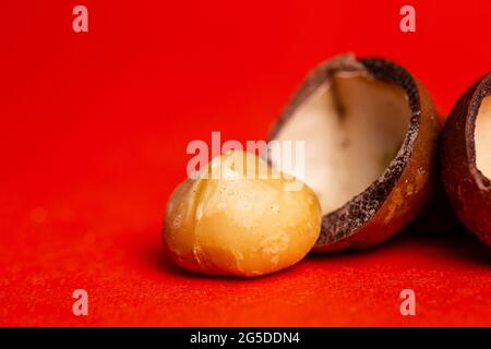 Macadamianuss. Nussbaum auf rotem Hintergrund. Stockfoto