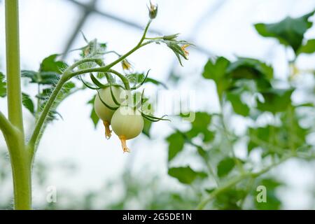 Nahaufnahme von zwei jungen grünen Tomaten, die auf einem Busch mit gelben Blüten auf einer Pflanze in einem Gewächshaus wachsen. Idee der Ernte, Pflanzen Sie Ihr eigenes Gemüse, rohes Obst auf Stielen, Landwirtschaft auf dem Land Stockfoto