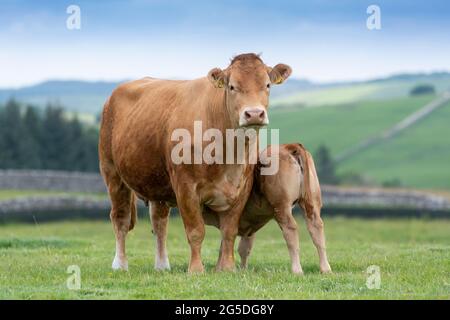 Pedigree Limousin Rinderkuh mit ihrem Kalb, das Milch von ihr säuert. Forest of Bowland, Lancashire, Großbritannien. Stockfoto