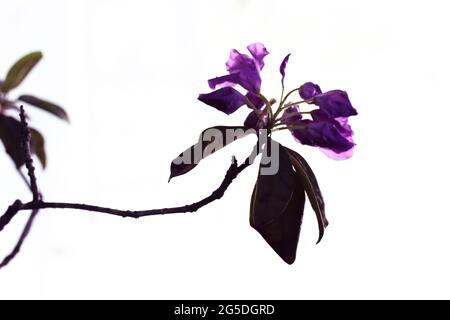 Silhouette einer lila violett verwelkt Azaleen Blume auf einem dünnen Stamm mit langen Blättern. Eine Pflanze in einem Gegenstück auf weißem Hintergrund. Eleganter exotischer TRO Stockfoto