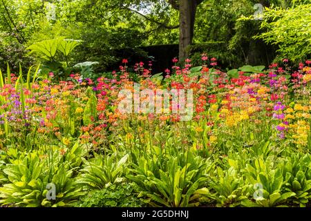 Fesselnde Ausstellung von bunten Candelabra Primula in einem Blumenbeet im englischen Park. Stockfoto