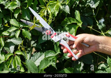 Gärtner schneidet grüne Efeu-Äste mit Schere oder Beschneidung im Garten. Gartenwerkzeug und Saisonarbeiten Konzept Stockfoto