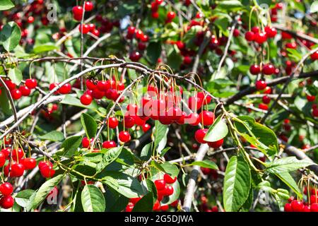 Viele reife rote Sauerkirschen auf Baumzweig in Bio-Obstgarten Stockfoto