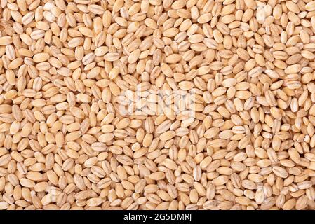 Perle Gerste Körner Hintergrund. Gerstensamen aus nächster Nähe. Stockfoto