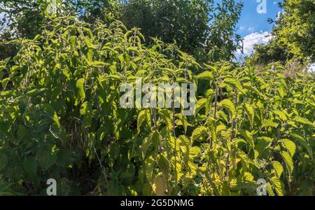 Großer Brennnesselbusch im Hintergrund im Wald am blauen Sommerhimmel Stockfoto