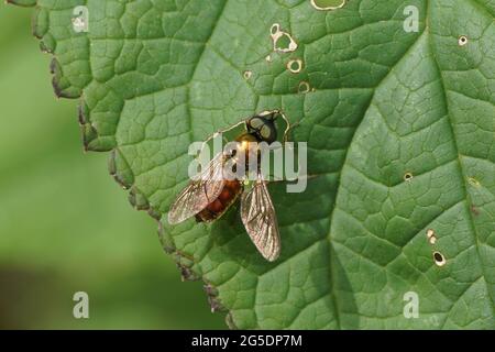 Männliche Chloromyia formosa auf einem Blatt. Familie: Soldierflies (Stratiomyidae). In einem holländischen Garten Juni. Stockfoto