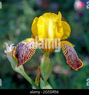 Gelbe Iris, Iris pseudacorus, auch als Flaggeniris bekannt, liegt in der Natur Stockfoto