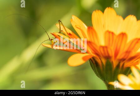 Makro einer Katydid-Nymphe, Tettigoniidae, alias Langhörniger Heuschrecke, Buschkricket oder Buschkricket, Auf Calendula officinalis aka Pot Ringelblume Stockfoto