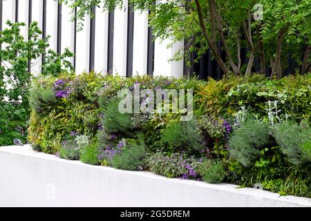 Pflanzen auf dem St Alphage Highwalk bilden eine grüne Wandhecke vor dem 1 London Wall Place modernes Gebäude in der City of London EC2 UK KATHY DEWITT Stockfoto