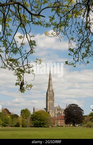 Salisbury Cathedral aus der Sicht der Harnham Water Meadows, Wiltshire, England Stockfoto