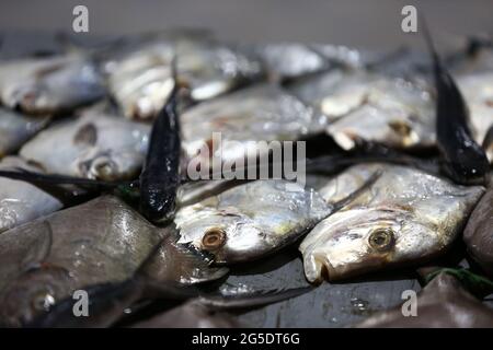 Frischer Fisch dorado. Rohes dorado mit Kräutern, Gewürzen und Zitronen- und Limettenscheiben, fertig zum Kochen auf grauem Hintergrund. Draufsicht. Frische Fischbrasse mit Goldkopf Stockfoto