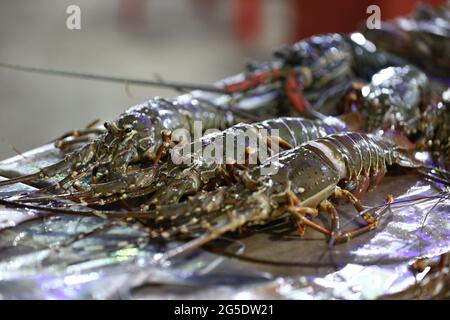 Lopster im Meer, gegrillter Shimp, Big Shrimps Lopster. Stockfoto